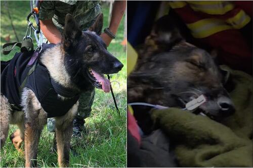 ¿Cuál fue la causa de muerte de Proteo, el lomito mexicano que viajó a Turquía para salvar vidas?