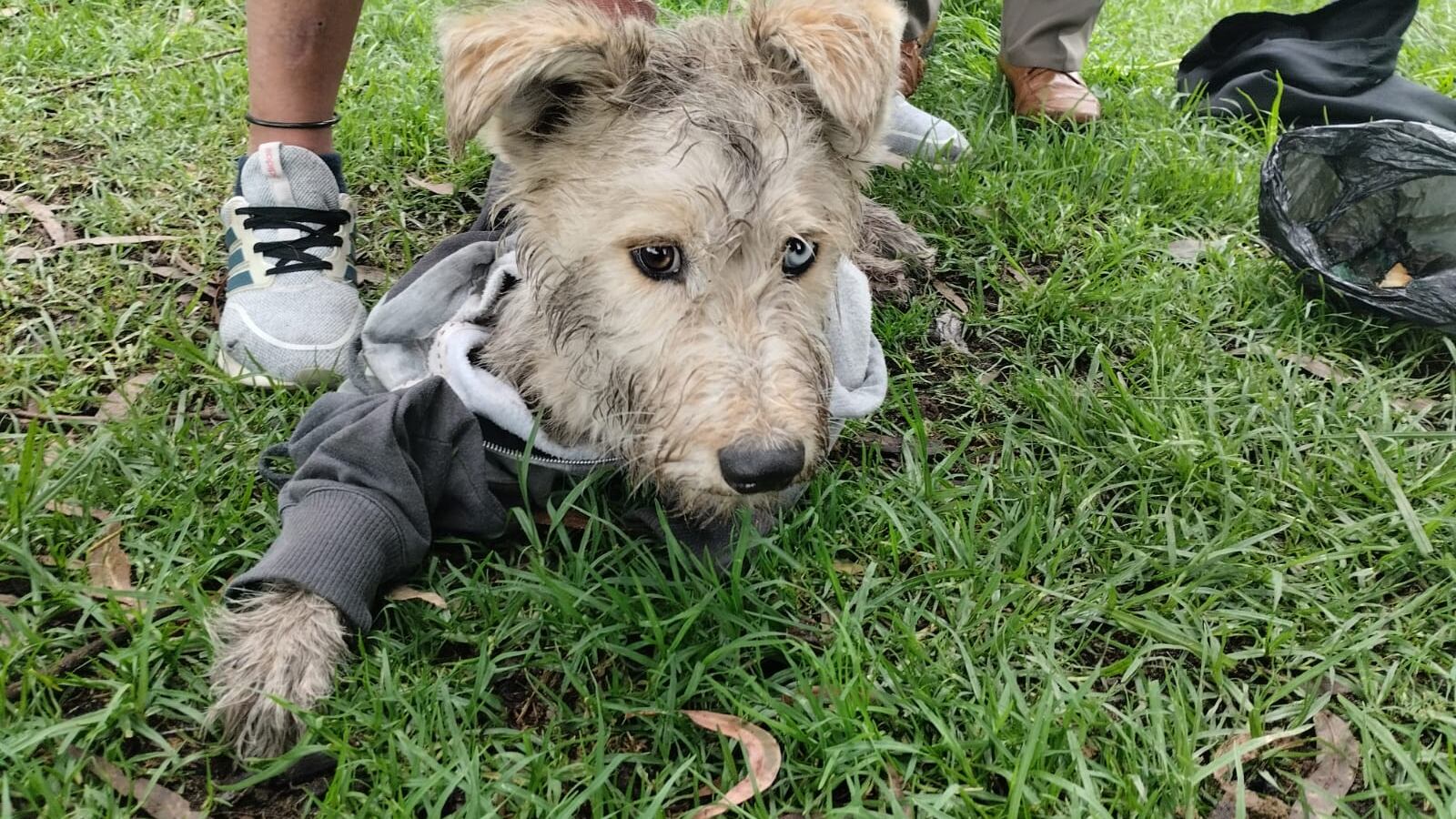El final feliz de un perrito que cayó en una quebrada en el sur de Quito