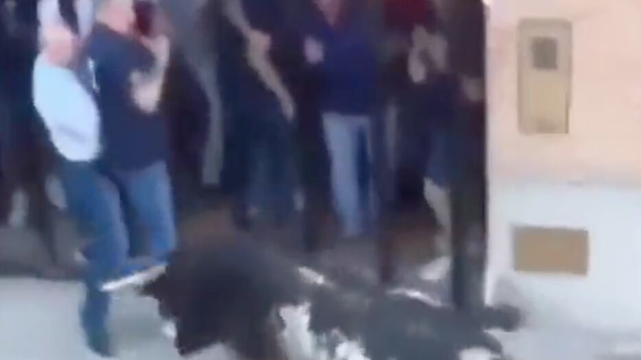 VIDEO: hombre falleció tras ser sorprendido por un toro que lo corneó por la espalda.