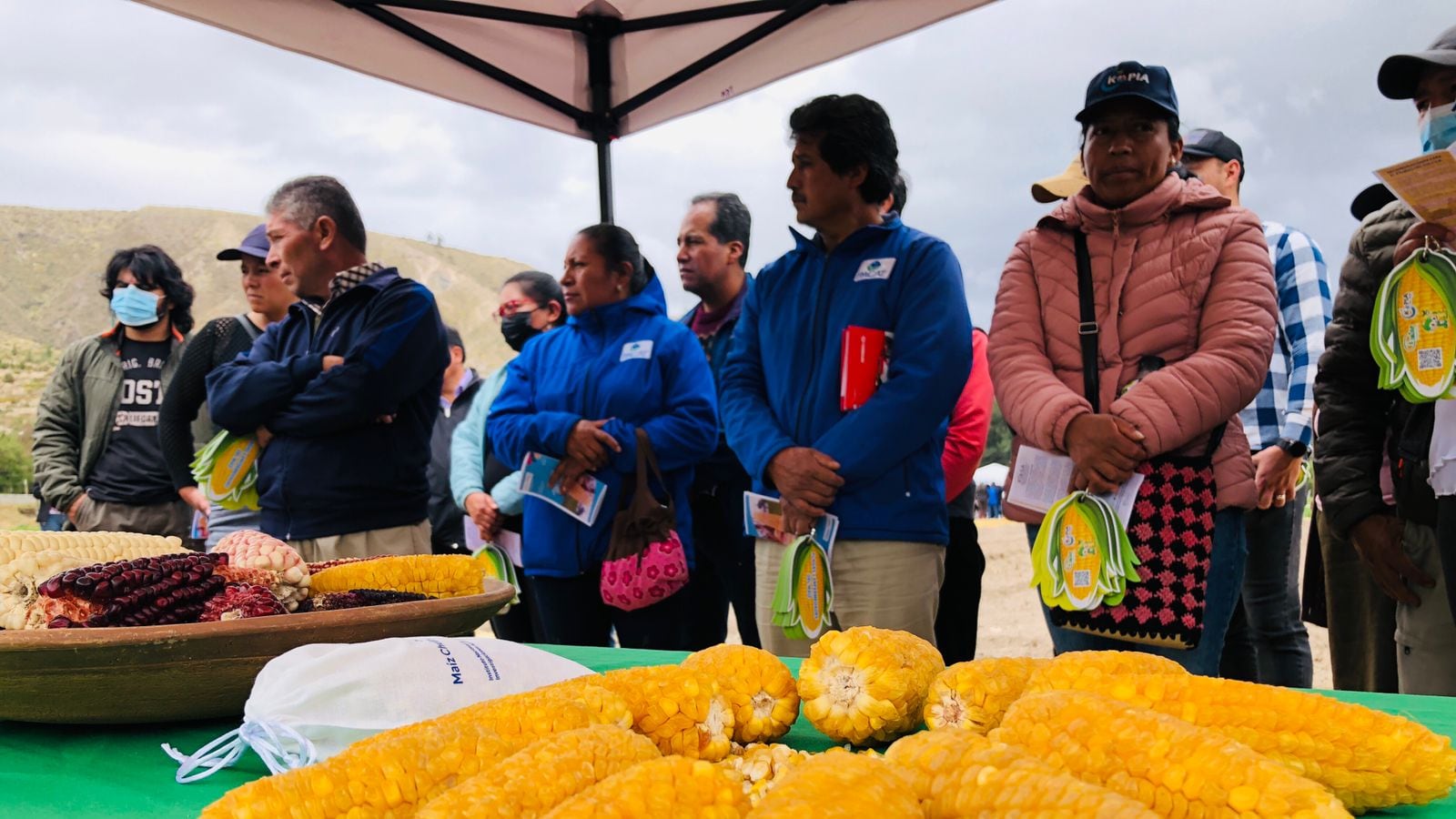 La nueva variedad de maíz chulpi fue presentada a los productores de la provincia de Cotopaxi.