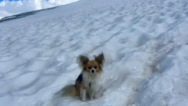 Perro no se separó de sus dueños que murieron congelados en la nieve