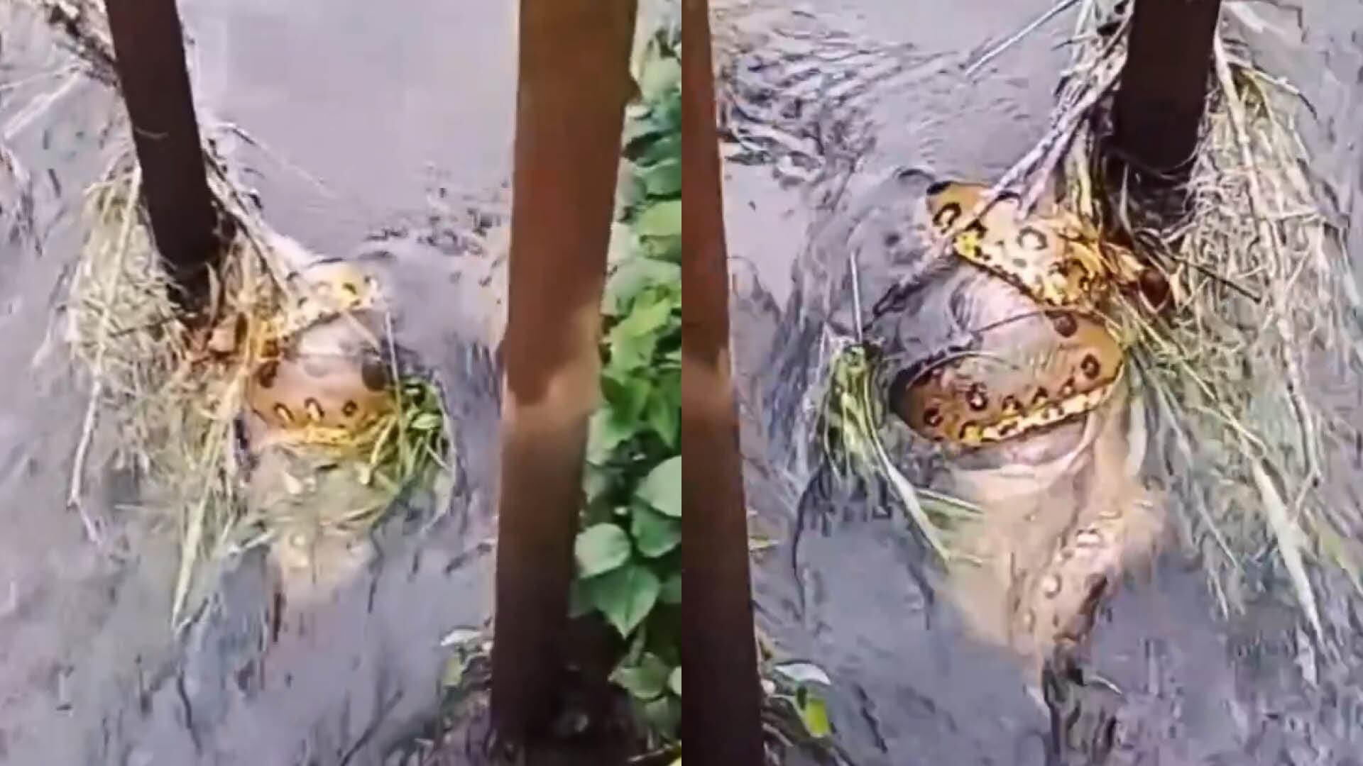 Video captó el momento en que una enorme anaconda cazó a un capibara en Shushufindi