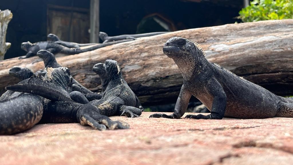 Iguanas marinas jóvenes descansan en la playa de Puerto Villamil, isla Isabela