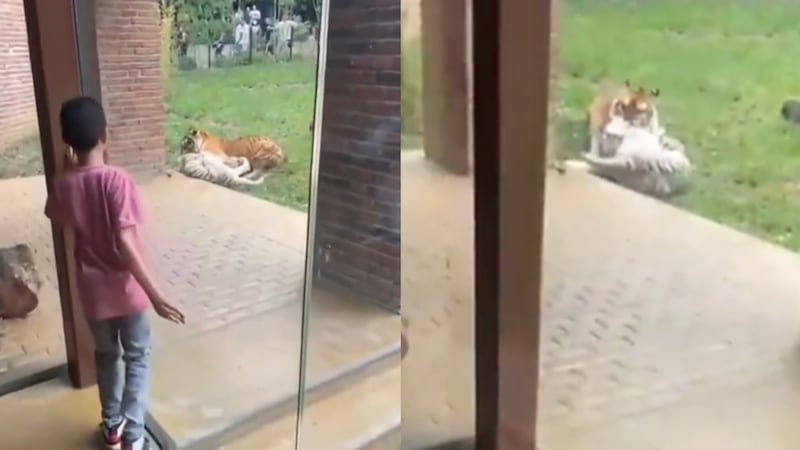 Tigresa muere en pelea con un tigre macho en zoológico de Cali.