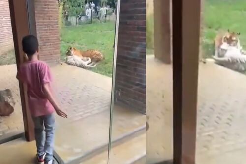 Conmoción en Cali: tigresa Indira muere tras incidente con su hijo Kanú en el zoológico