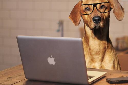 De esta manera sabrás si tu perro es zurdo o diestro