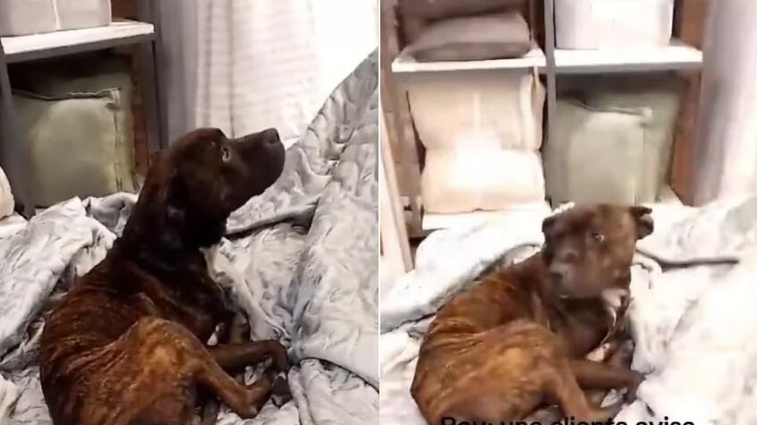 Perrito encontró refugio en una tienda