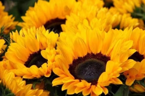 ¿Por qué se regalan flores amarillas en Ecuador este 21 de marzo de 2026? Lo que se celebra