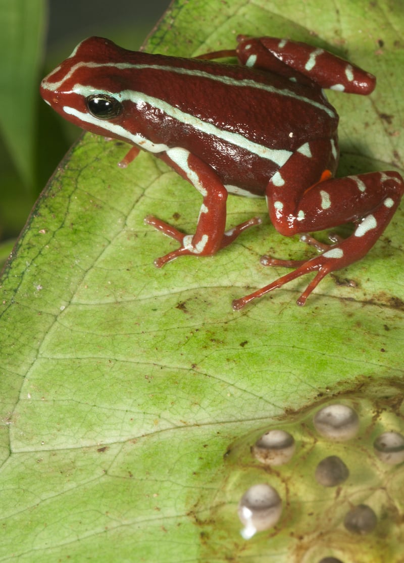 Una rana del sur de Ecuador y del norte de Perú en el centro del caso Navalni