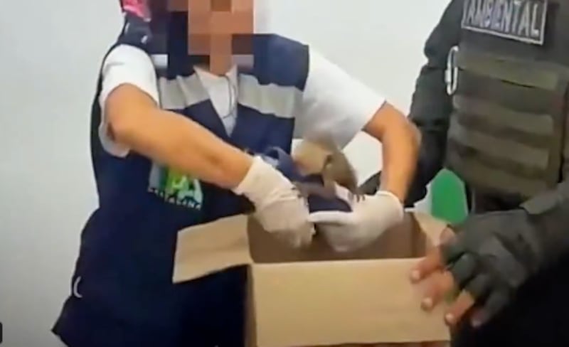 La pareja intentaba sacar del país a tres monos bebé ocultándolos en sus partes íntimas.