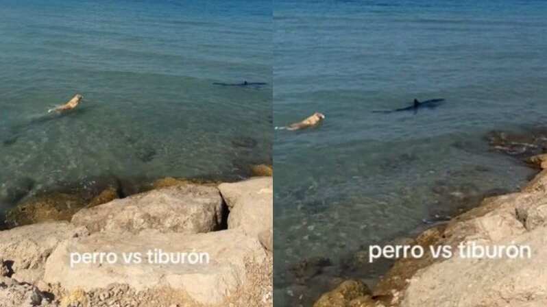 Perro vs Tiburón