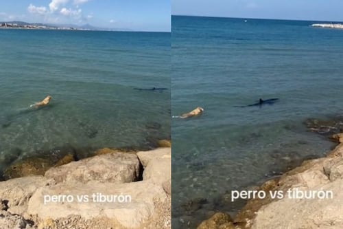 Encuentro “aterrador” en playa española: Un perro se zambulle al mar persiguiendo un tiburón y desata un revuelo en TikTok