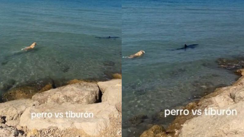 Perro vs Tiburón