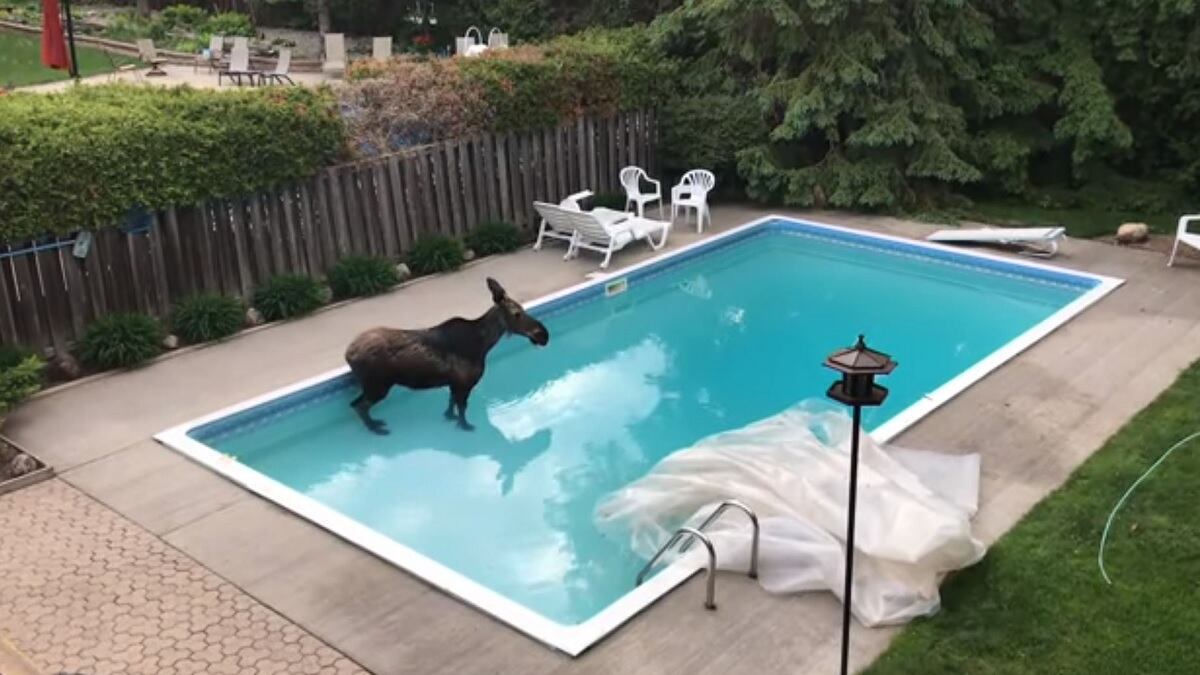 Tres alces se dan un chapuzón en un alberca de Utah.