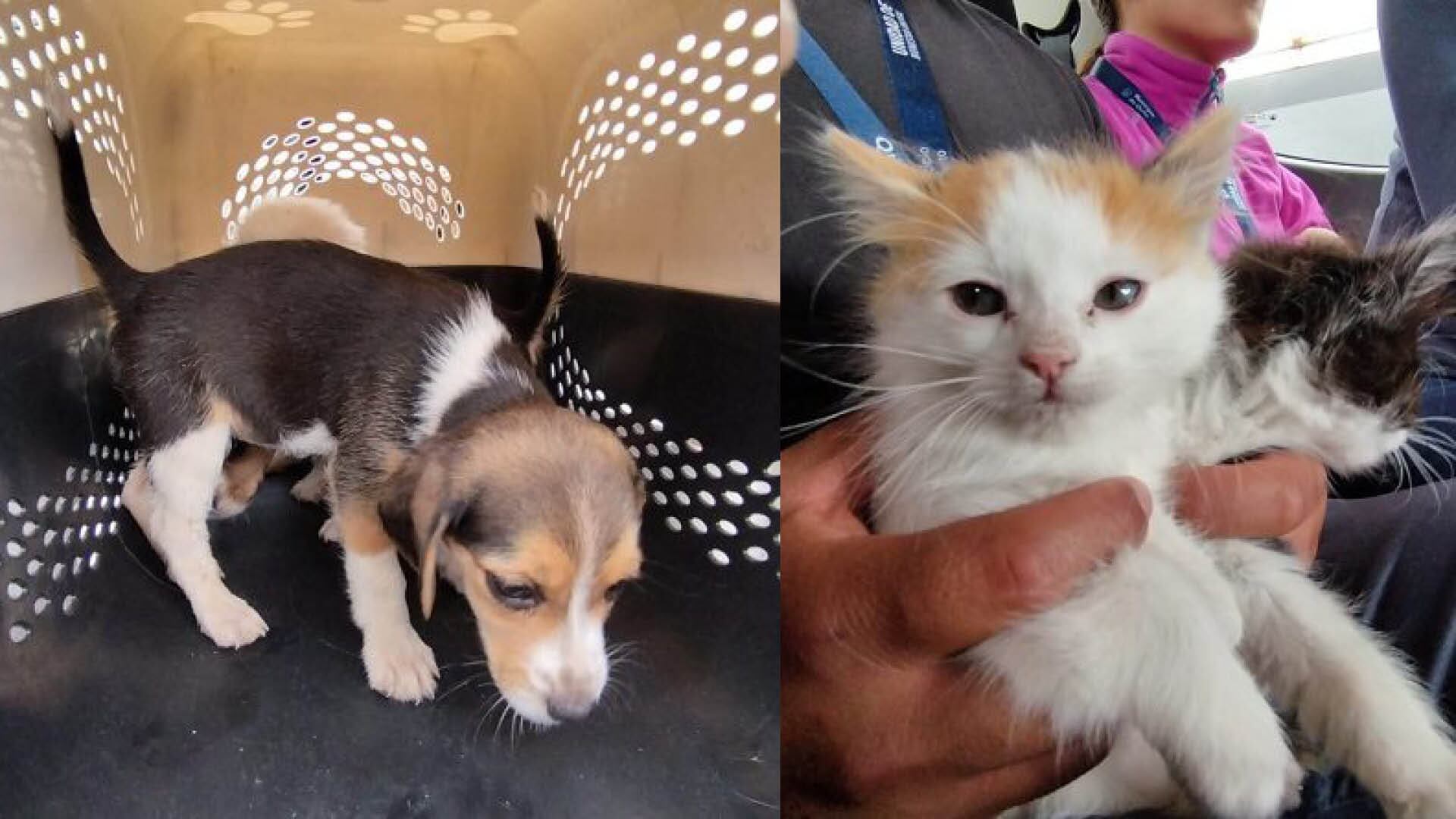 Mascotas son comercializadas en el sur de Quito