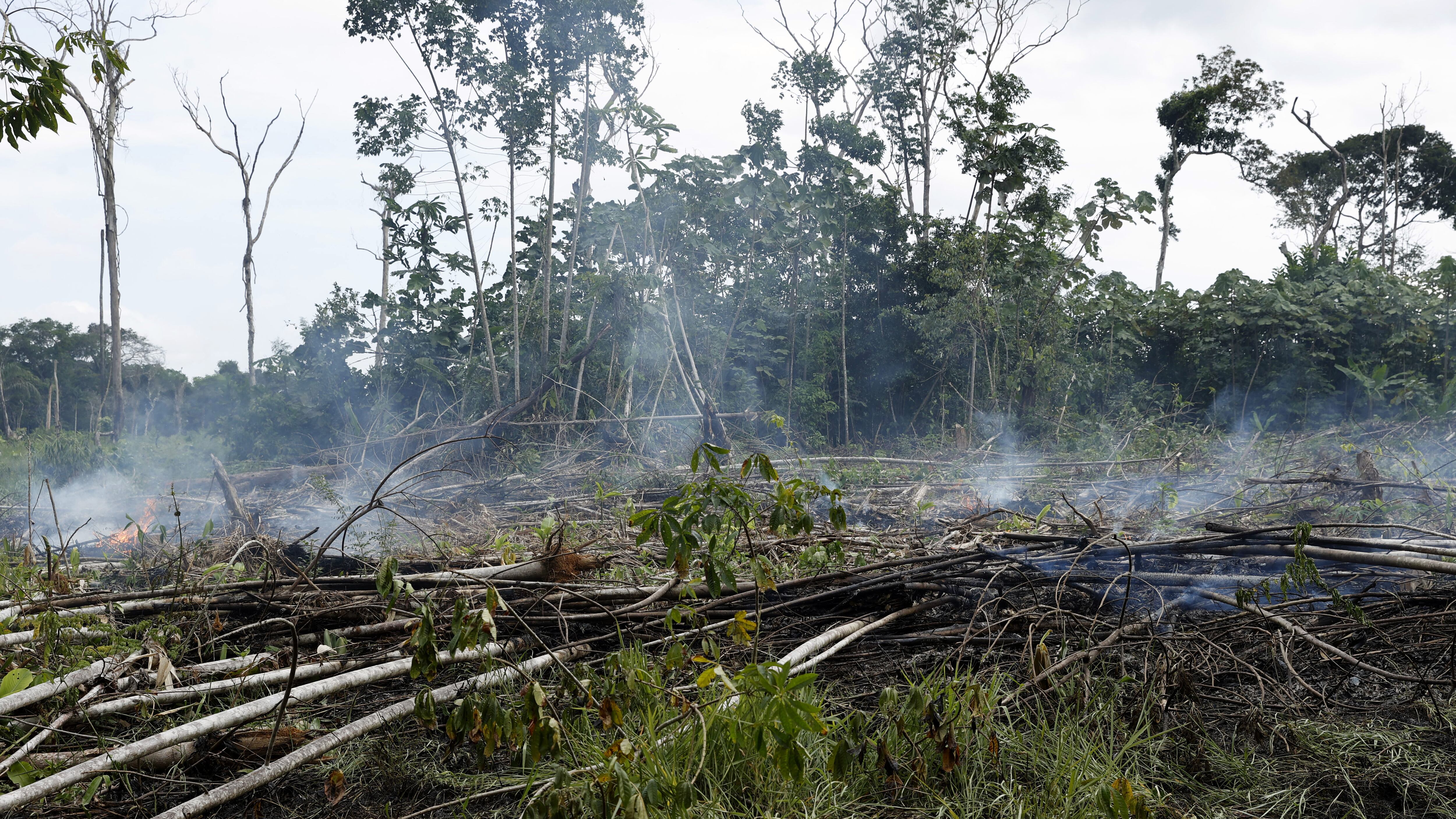 colombia, deforestacion