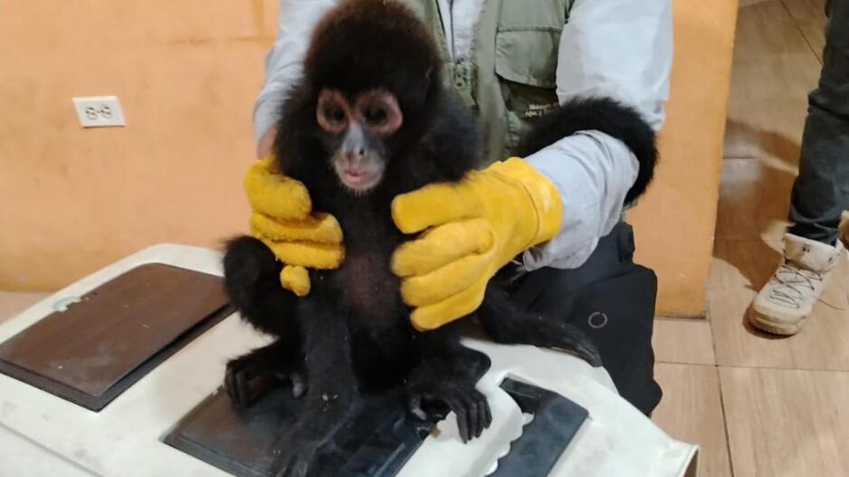 Sujeto tenía como mascota a un mono araña, especie en peligro de extinción, en condiciones de desnutrición e insalubridad. Foto: Policía Nacional