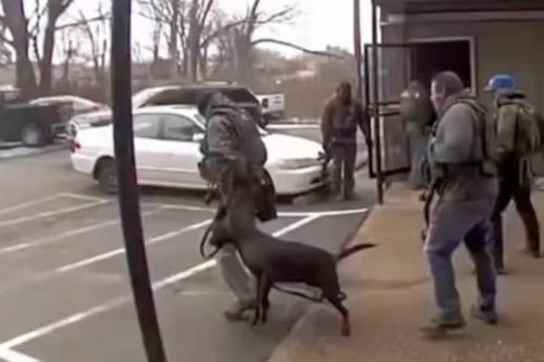 Policía rompe costilla a un perrito al patearlo durante el arresto de su dueño