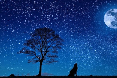 Luna de Lobo: cuándo y dónde se podrá ver desde Ecuador