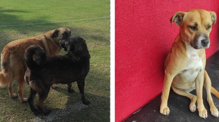 Envenenaron a perros del Técnico Universitario