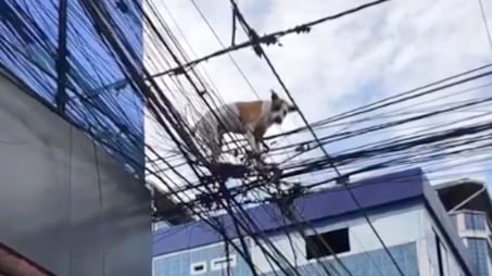 VIDEO: Así fue el rescate del perrito que quedó atrapado en cables de electricidad en El Coca - Fuente: Video de X
