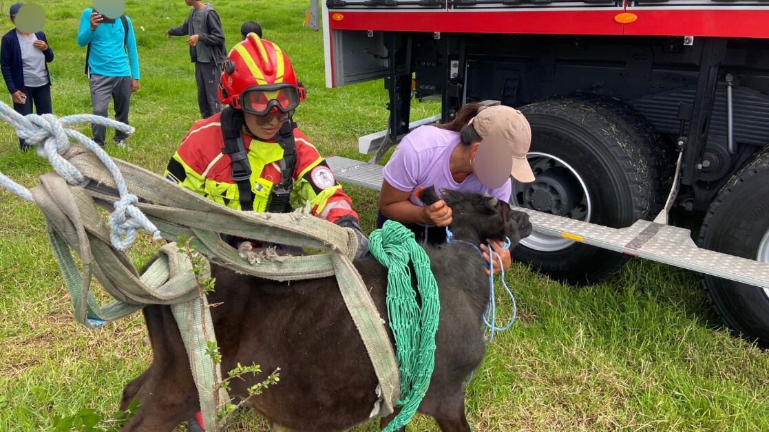 Rescatan a una ternera que cayó 120 metros en una quebrada de Palugo, en Quito