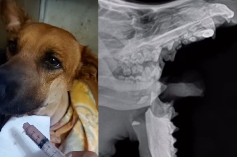 perrita pierde su mandíbula por explosión de pirotécnia