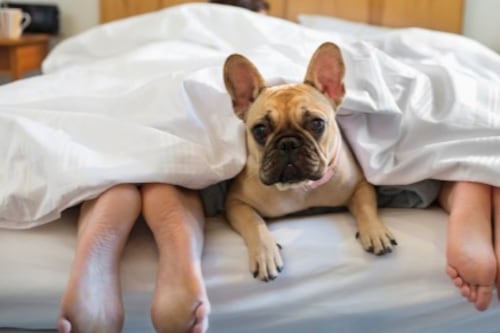 ¿Cómo hacer que tu perro duerma en su cama?