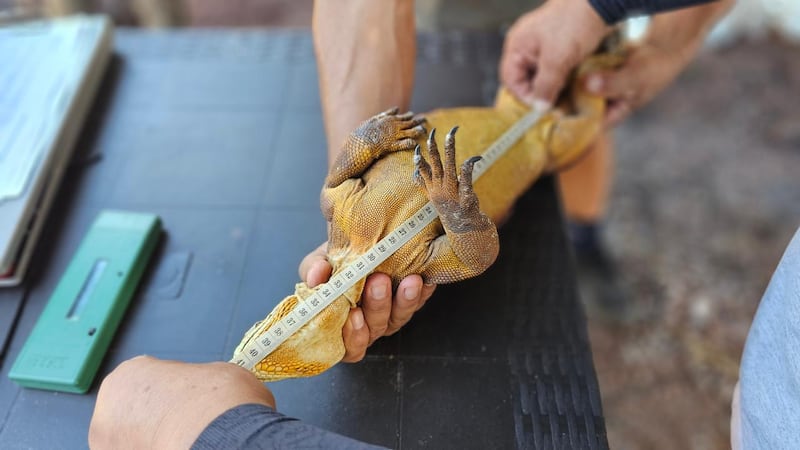 Reintroducción de 1.500 iguanas terrestres fortalece la biodiversidad de Galápagos.