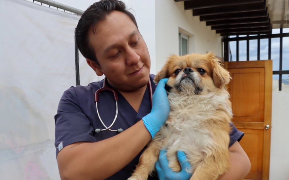 La multa que enfrentaría sujeto que lanzó a perrito contra el suelo en el norte de Quito