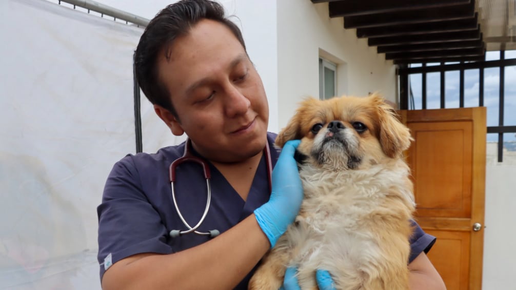 La multa que enfrentaría sujeto que lanzó a perrito contra el suelo en el norte de Quito