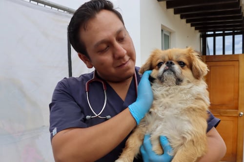 La multa que enfrentaría sujeto que lanzó a perrito contra el suelo en el norte de Quito