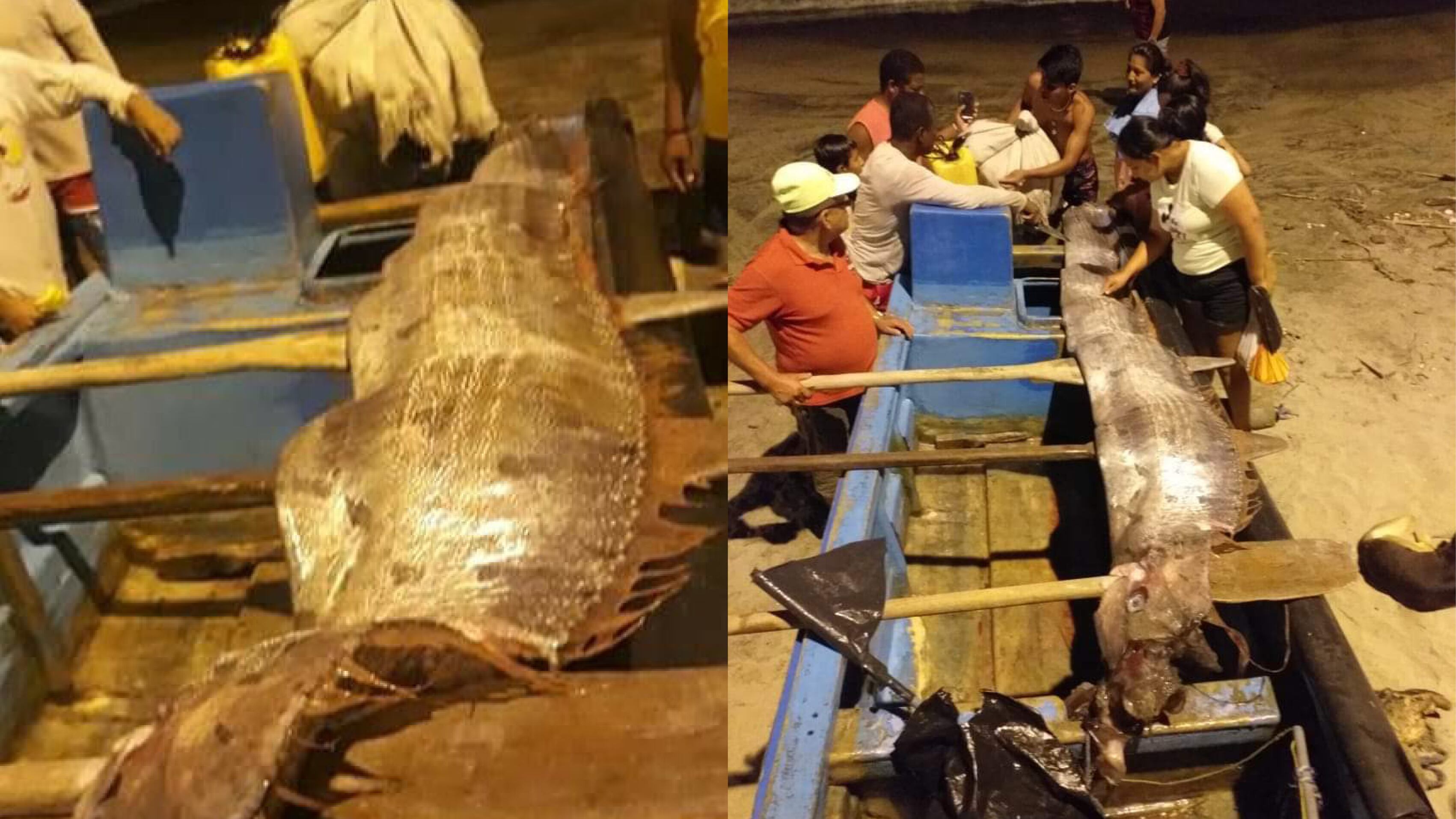 La leyenda del pez remo se remonta a la cultura japonesa la cual se asocia con la vida de yakoi o monstruos