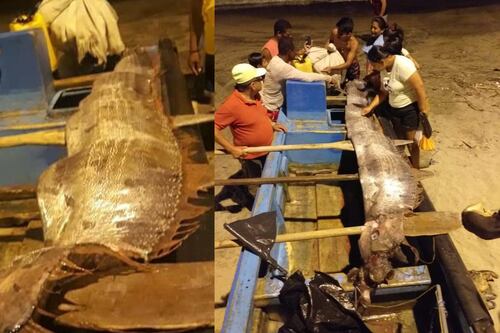 ¡Más de dos metros! Enorme pez remo capturado en Esmeraldas