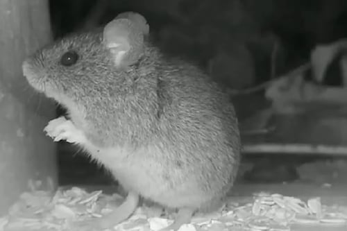 Colilargo, el ratón silvestre de Chile y Argentina que transmite la peligrosa cepa Andes