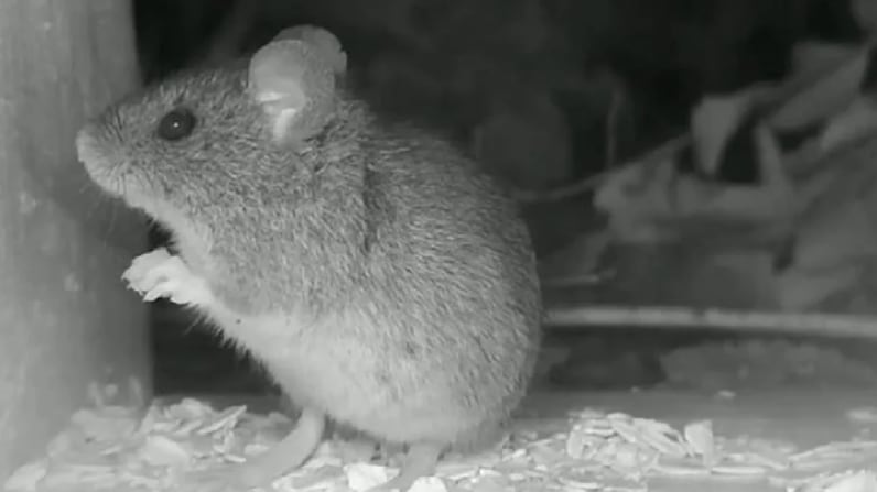 El colilargo, el pequeño roedor que transmite la cepa Andes del hantavirus