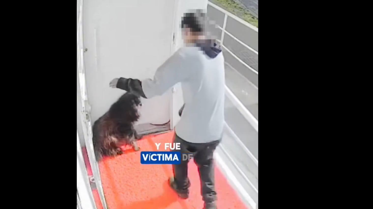 Captan brutal agresión a perrito de 10 años al sur de Quito - Fuente: Video de X