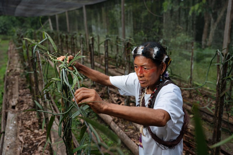 Proyecto de bioeconomía con la Fundación Pachamama, cultivo de la vainilla.