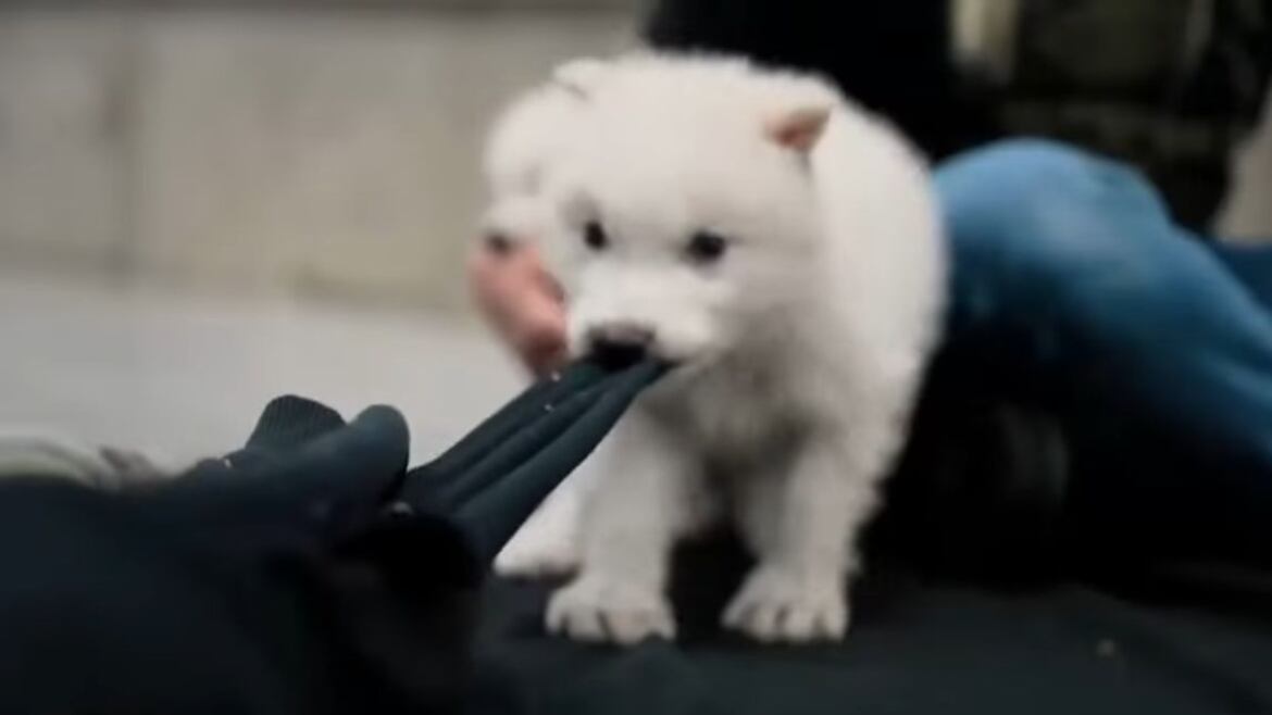 ¡El lobo terrible ha vuelto!
Colossal Biosciences revive una especie extinta hace más de 10 mil años. Rómulo y Remo son los primeros de su clase.