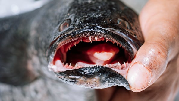 Pez cabeza de serpiente.