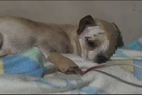 Maltrato animal: Perrito Hércules tenía atravesado un palo en su ojo en Guayllabamba