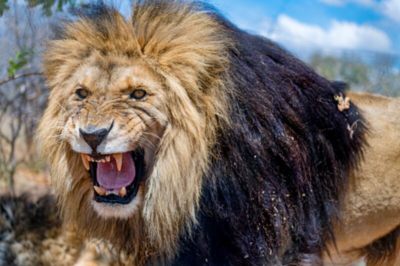 Cuidador del zoológico murió tras ataque atroz de un león que crio desde que era un cachorro.