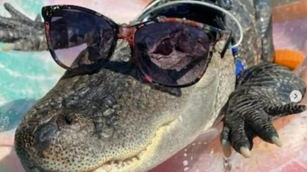 Un caimán de apoyo emocional para su dueño