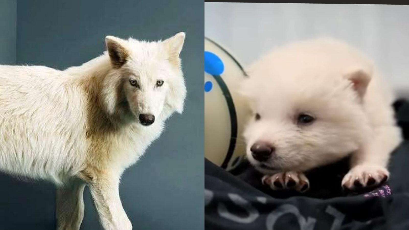 ¡El lobo terrible ha vuelto!
Colossal Biosciences revive una especie extinta hace más de 10 mil años. Rómulo y Remo son los primeros de su clase.