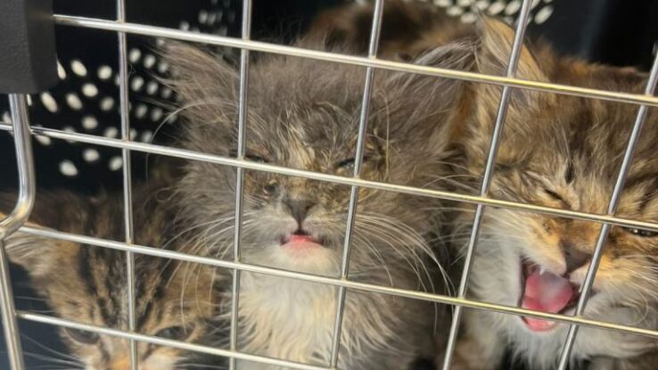 Rescatan 11 animales en estado crítico destinados a la venta ilegal en el sur de Quito