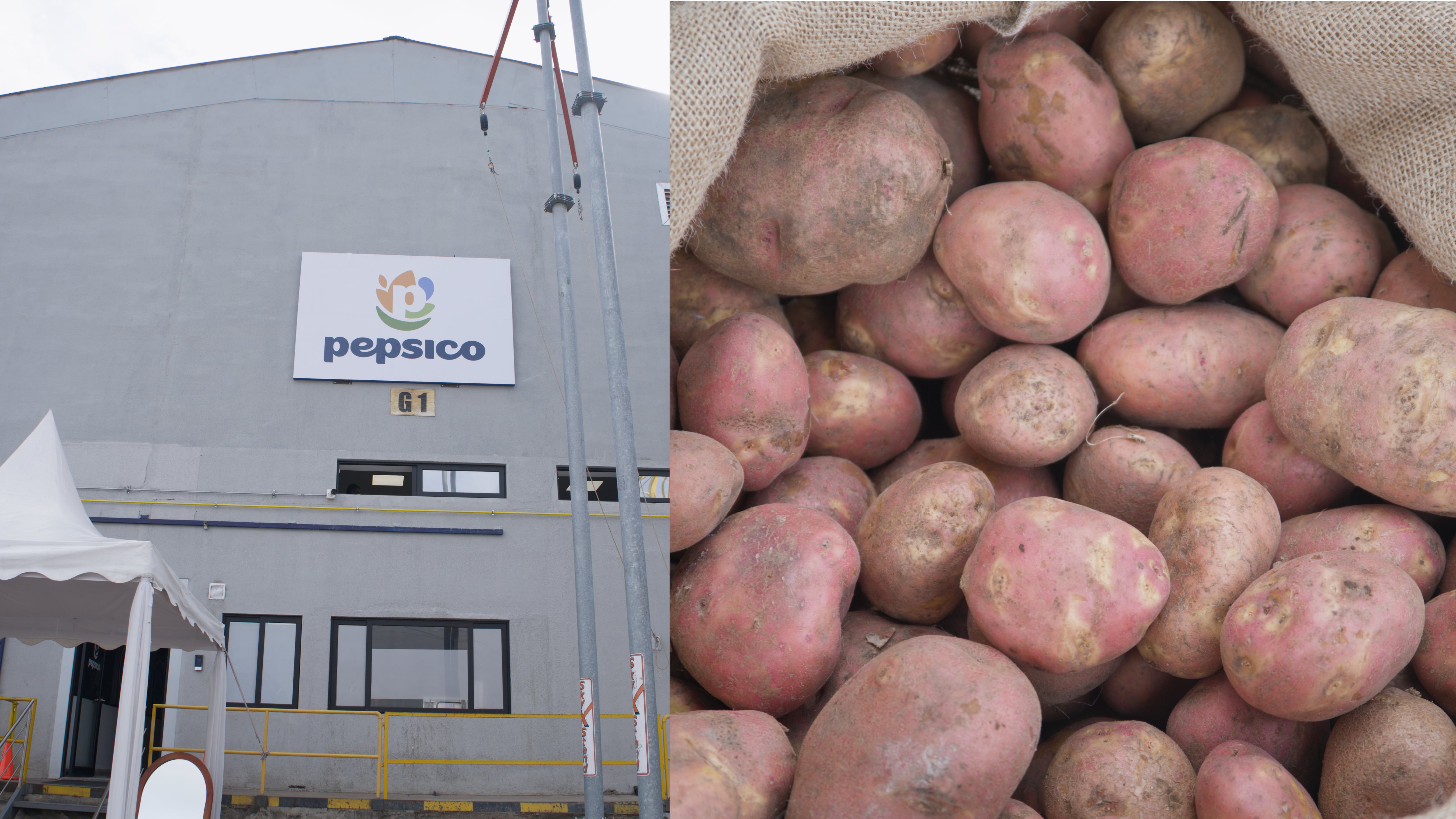 PepsiCo Alimentos Ecuador inaugura primer centro especializado en papa del país con capacidad para almacenar y conservar 1.600 toneladas de papa