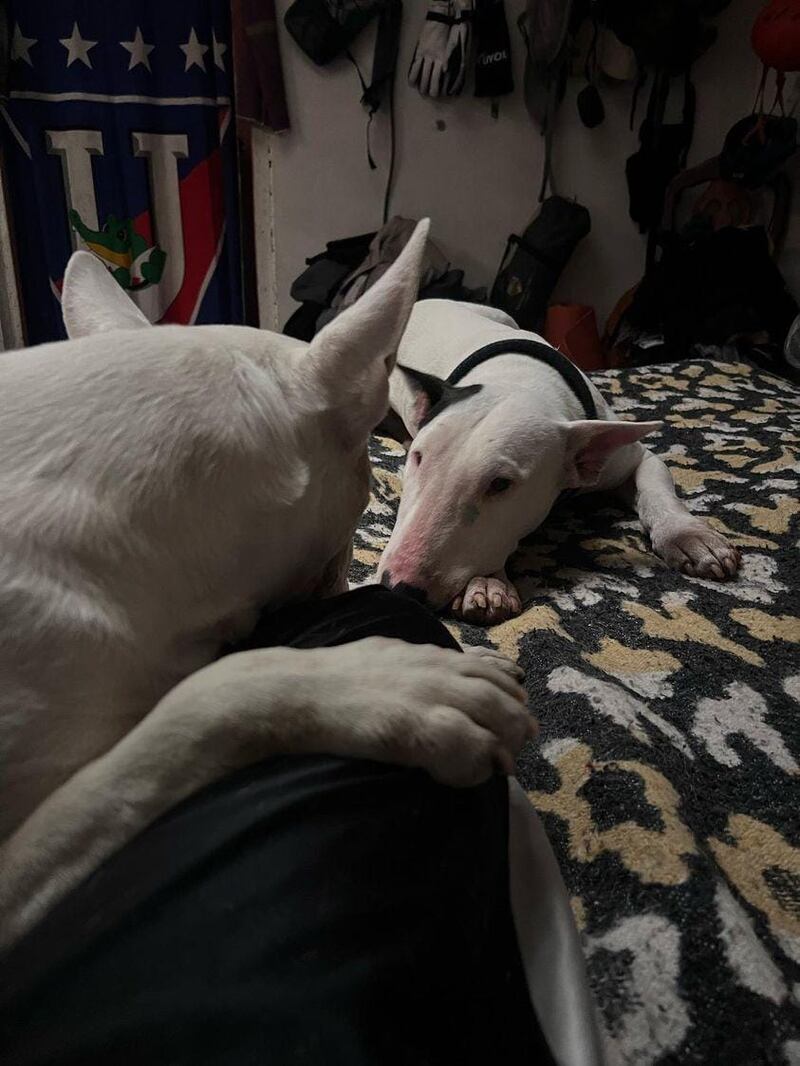 Bulldog terrier albina está desaparecida en Quito