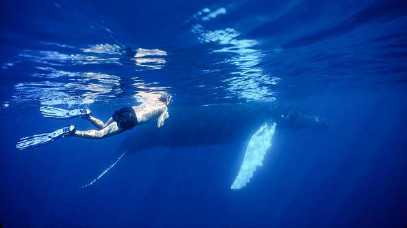 Por esta razón una ballena no se comió a un hombre en Chile.