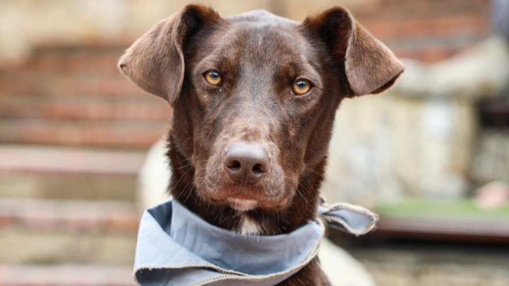 ¿Buscando una compañía este 2024? Asista a la Jornada de Adopción de perros y gatos en Bogotá