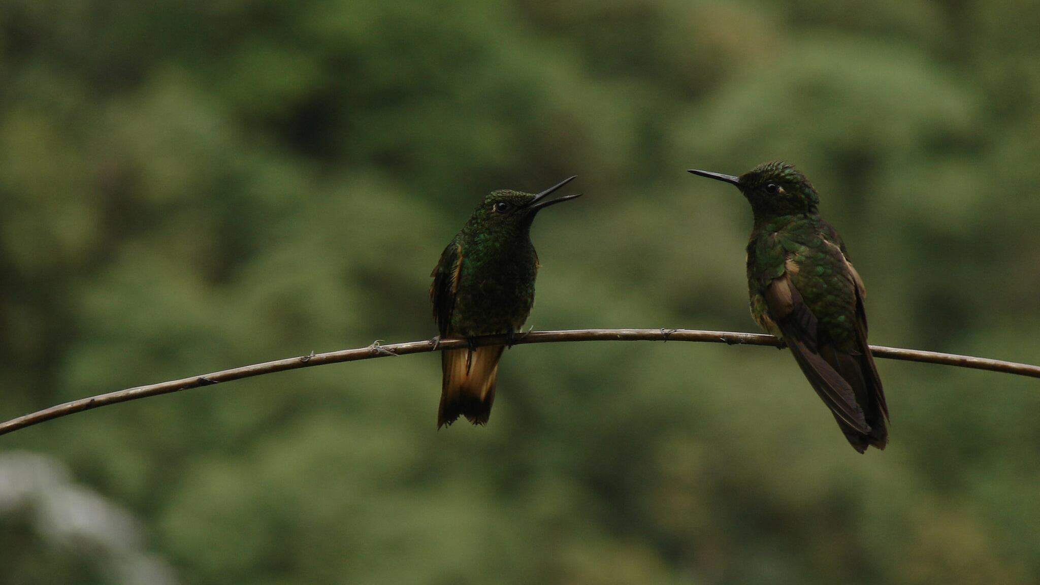 Naturaleza en Quito- Flickr Visita Quito